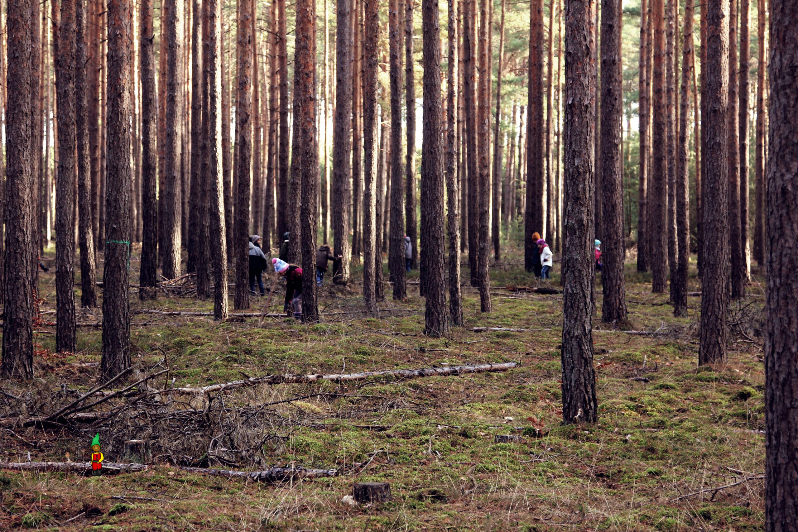 Ein Tag im Waldwichtelwald